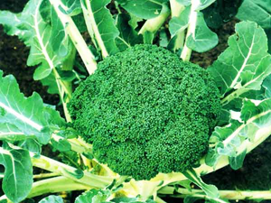 Information on foods to fight suffering from women lazy tired,sluggish low during pregnancy. 